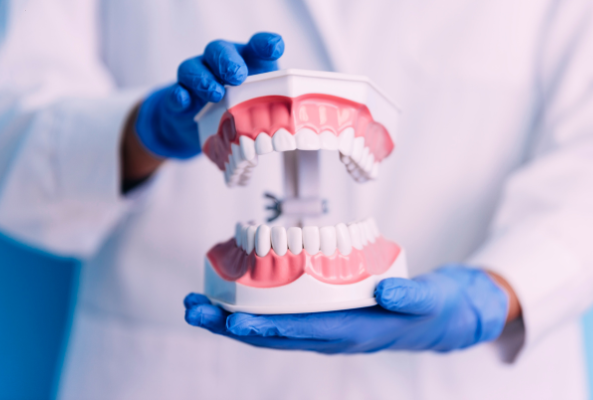 A dental professional wearing blue nitrile gloves holding an anatomical model of human teeth and gums to demonstrate proper oral care.